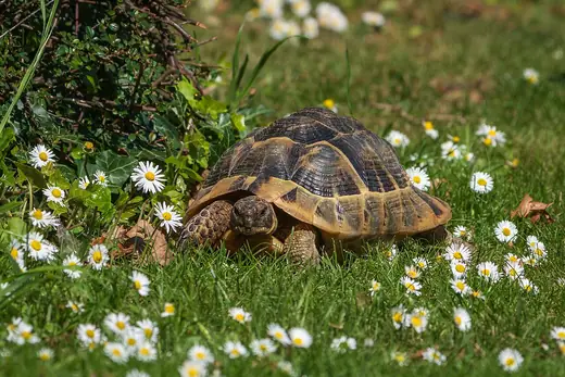 Hermann's tortoise, photo 1