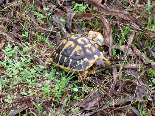 Hermann's tortoise, photo 2