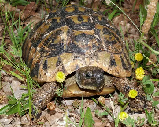 Hermann's tortoise, photo 3