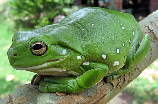 White's tree frog, photo 1