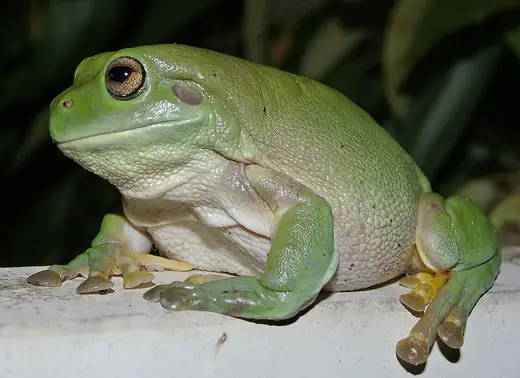 White's tree frog, photo 2