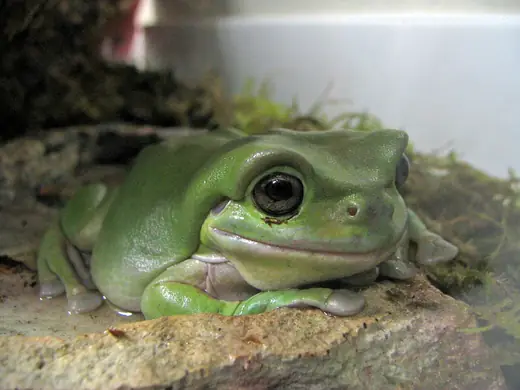 White's tree frog, photo 3