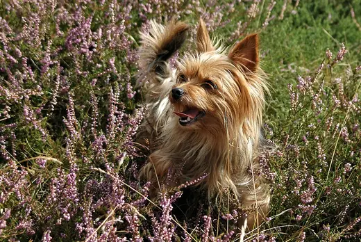 Yorkshire terrier, photo 1 of 3