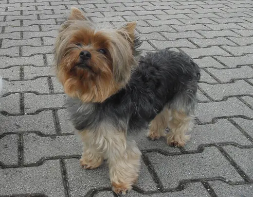 Yorkshire terrier, photo 2 of 3