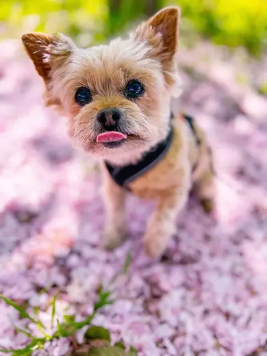 Yorkshire terrier, photo 3 of 3