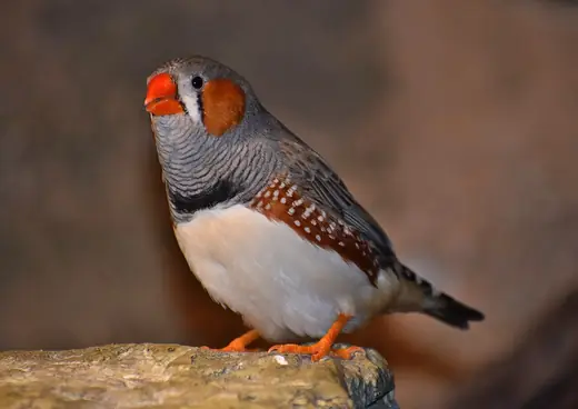 Zebra finch, photo 1 of 3