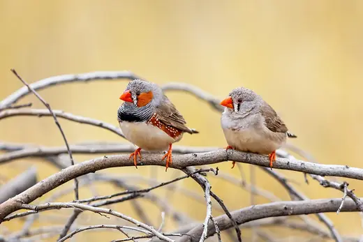 Zebra finch, photo 2 of 3