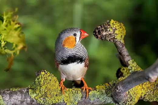 Zebra finch, photo 3 of 3